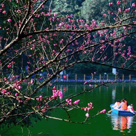 成都古代集市——花市、蚕市、药市