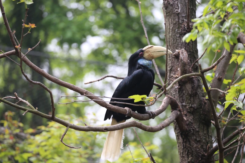 江苏省南京市红山森林动物园