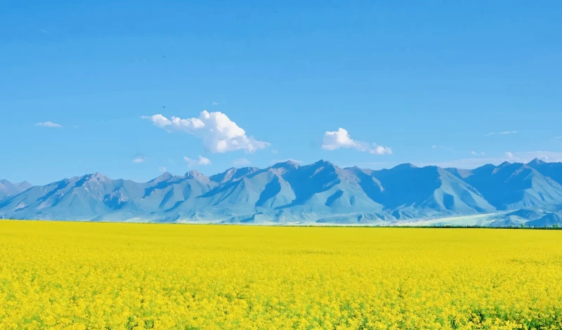 北京市门源百里油菜花海景区