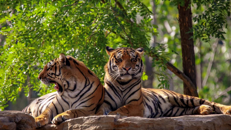 秦皇岛市秦皇岛野生动物园