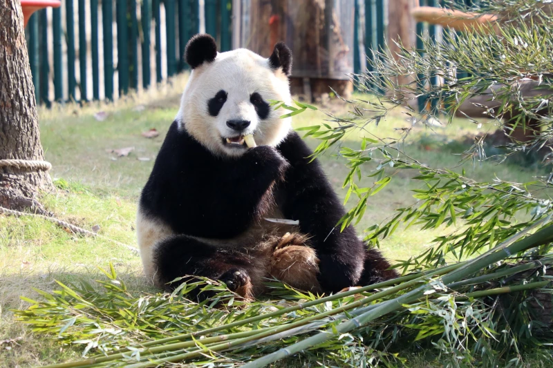 上海市上海野生动物园