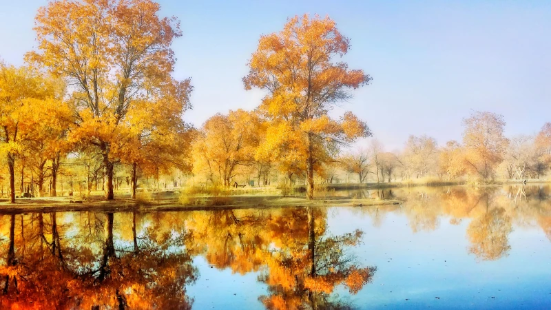 巴音郭楞蒙古自治州塔里木胡杨林公园景区