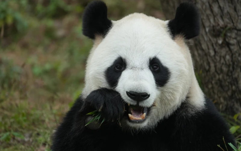 杭州市杭州市富阳区杭州野生动物世界景区