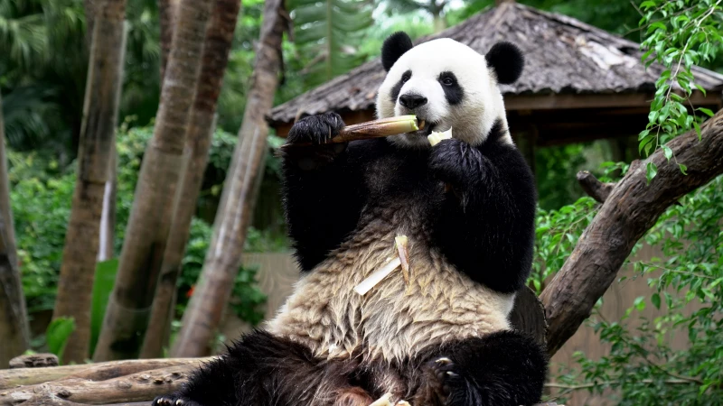 海南热带野生动植物园