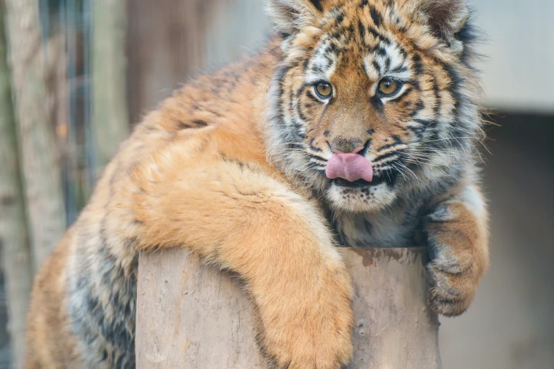 上海市上海动物园