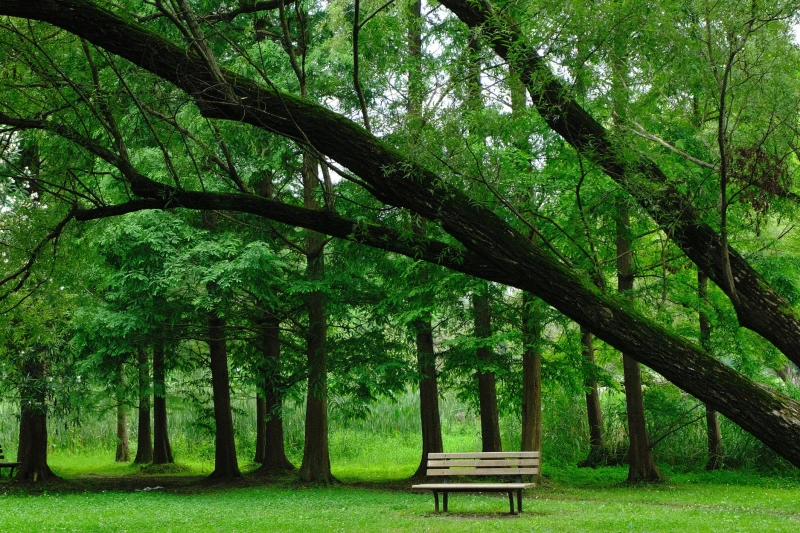 上海共青森林公园