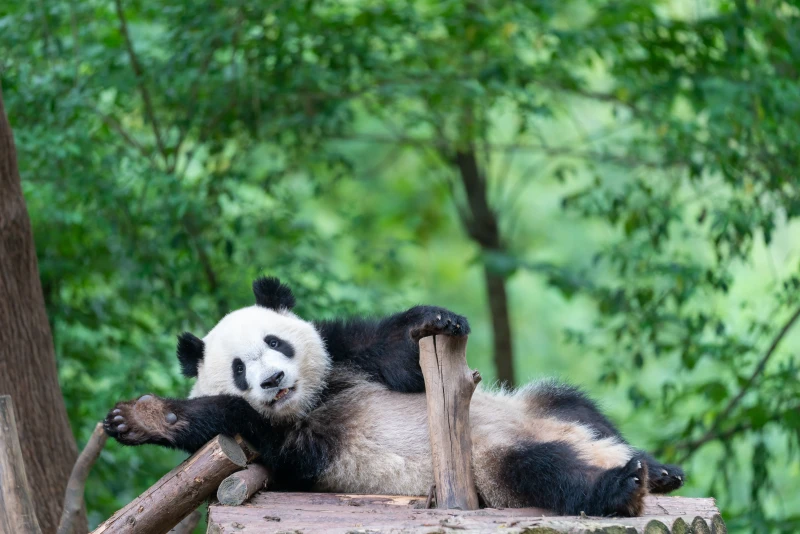 成都市成都大熊猫繁育研究基地