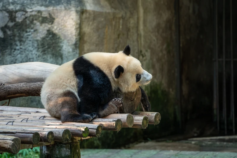 重庆市重庆动物园