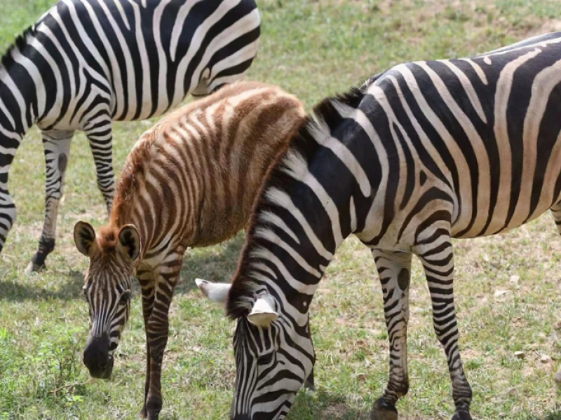 山东省青岛森林野生动物世界