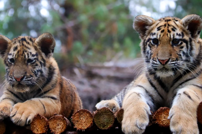 云南省云南野生动物园景区