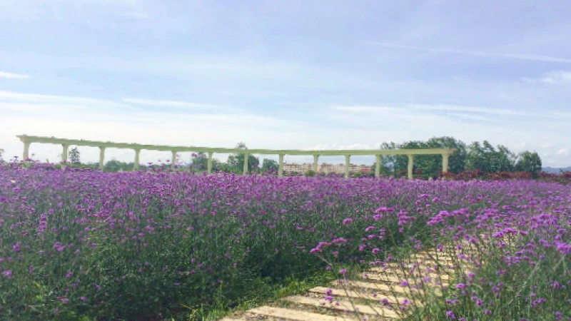 忻城县薰衣草庄园景区
